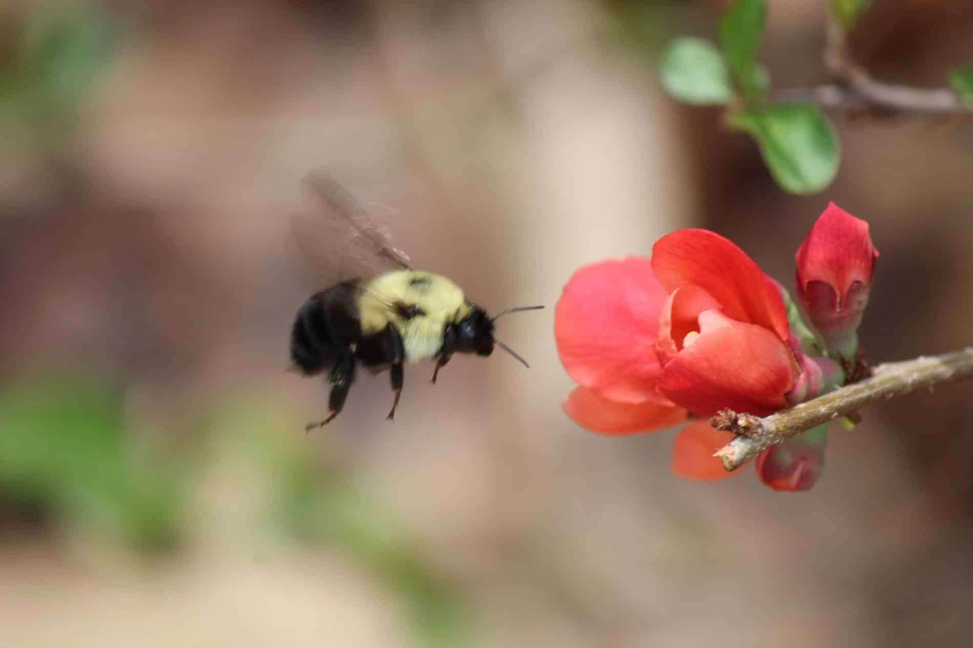 A bumblebee mid flight prepares to land on an orange flower blooming
