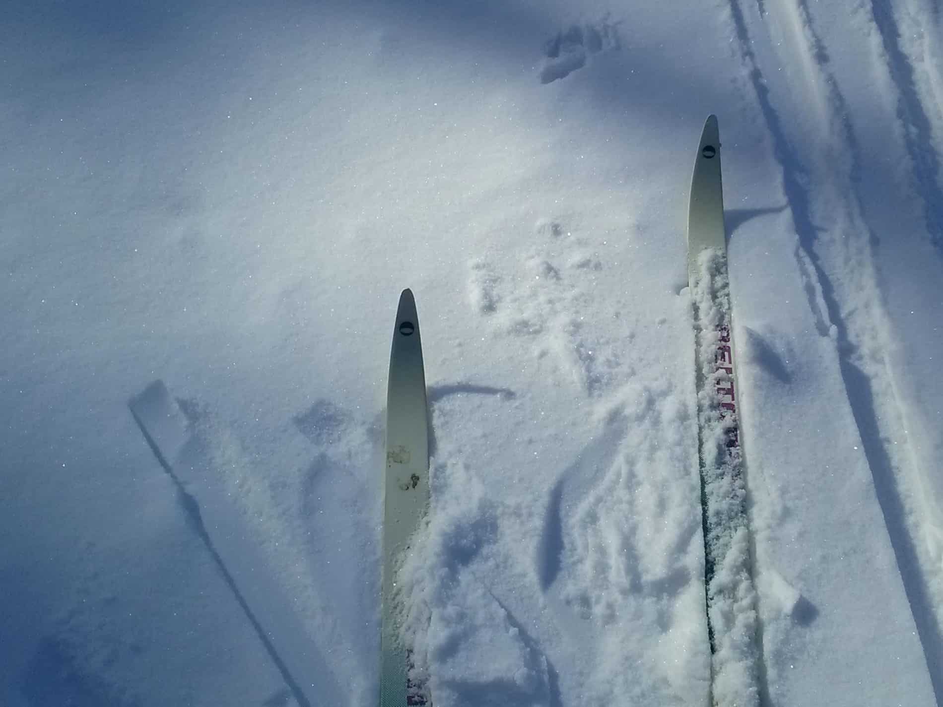 cross country skis on the snow