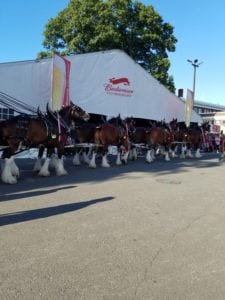 Clydesdale horses march with Budweiser tnet in the background