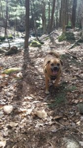 Puggle dog walking through the woods