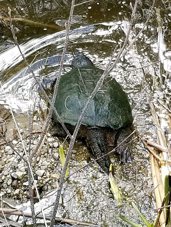 A green snapping turtle sits on the edge of the water