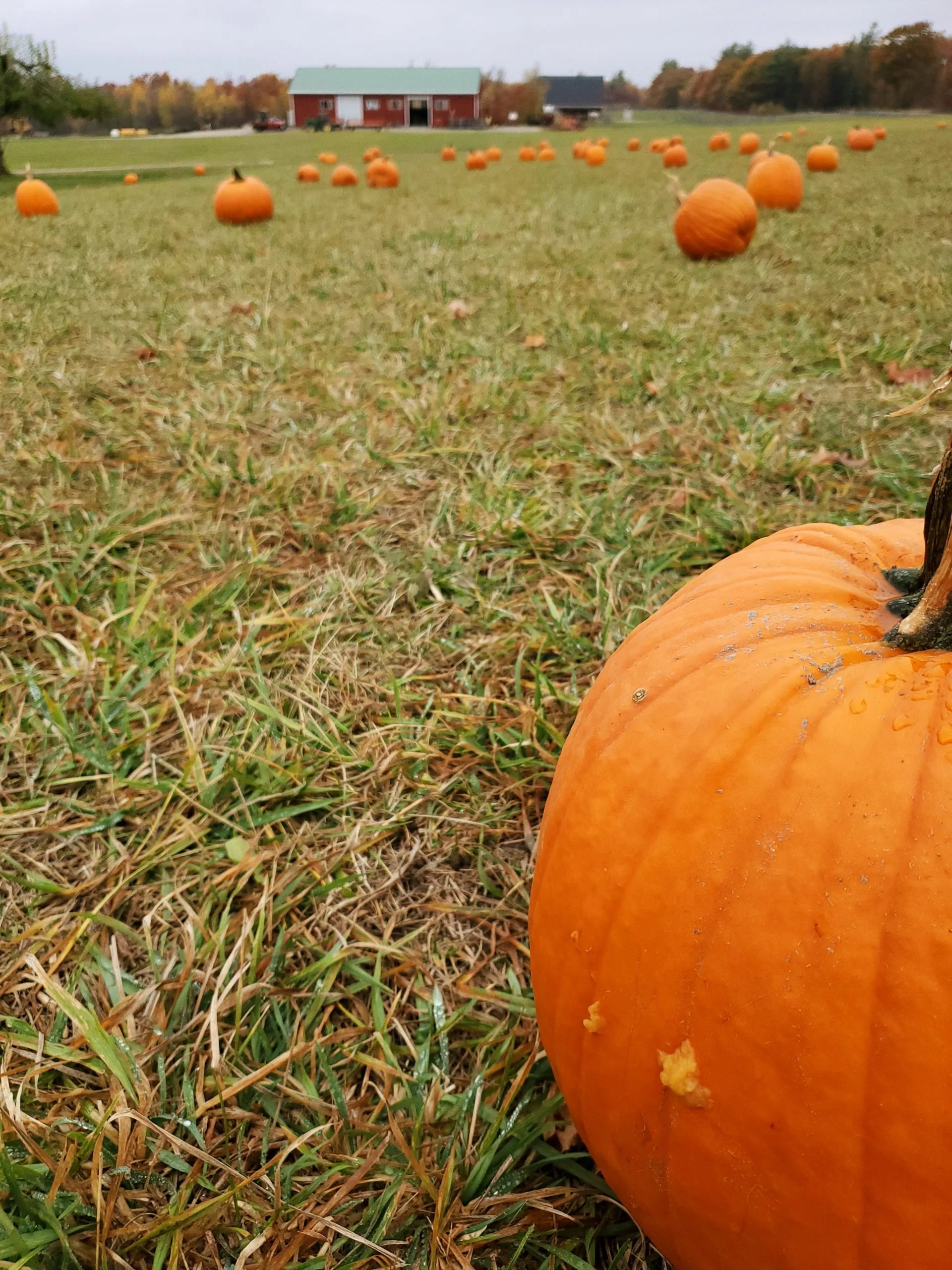 Camera focuses on a pumpkin near the edge of the image with several others in the field stretching through the background. A red bar is at the far edge of the field.