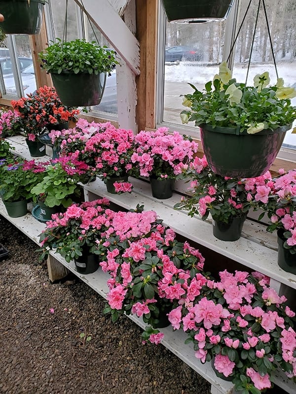 Rows of pink flowers and hanging plants in bloom