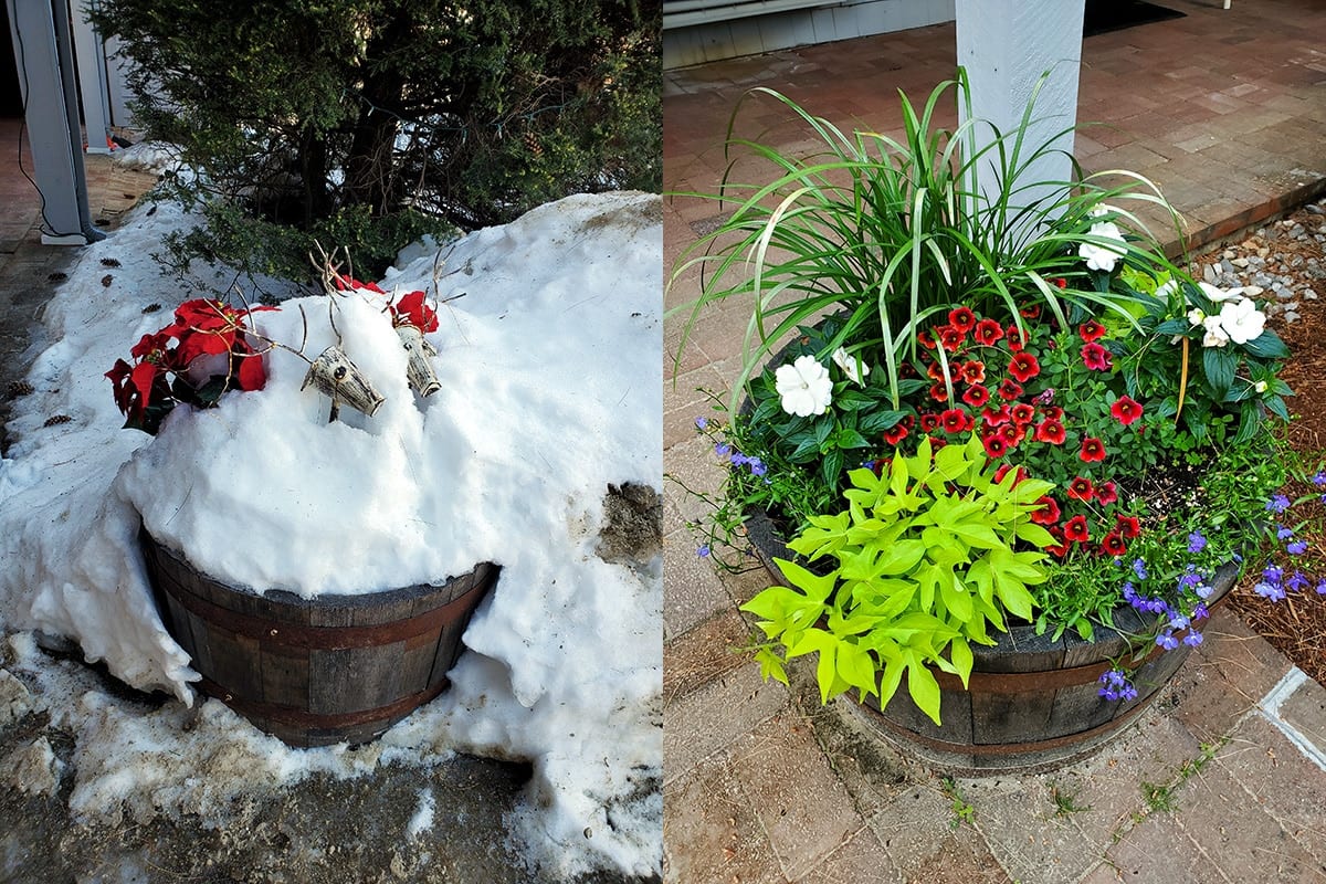Image on the left shows a barrel with fake poinsettias covered in snow, while the image on the right shows the same barrel in the spring with blooming flowers
