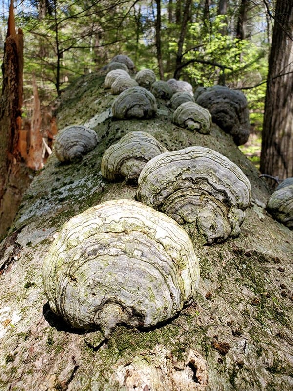 A downed tree stretches in front of the image, with mushrooms sticking up from it
