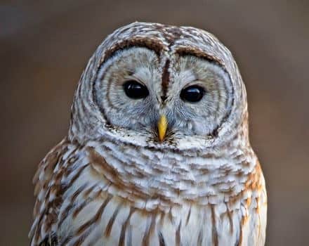 A white and tan owl staring directly at the camera