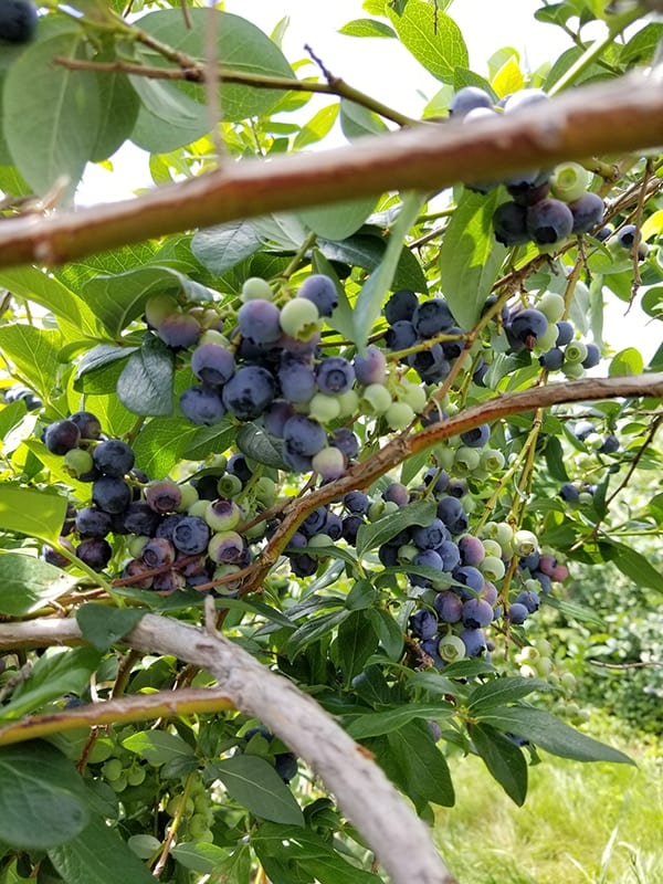 Several bunches of blueberries hang on the bush in contrast to the green leaves