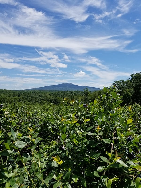Blueberry bushes in the foreground, Mount Monadnock in the background
