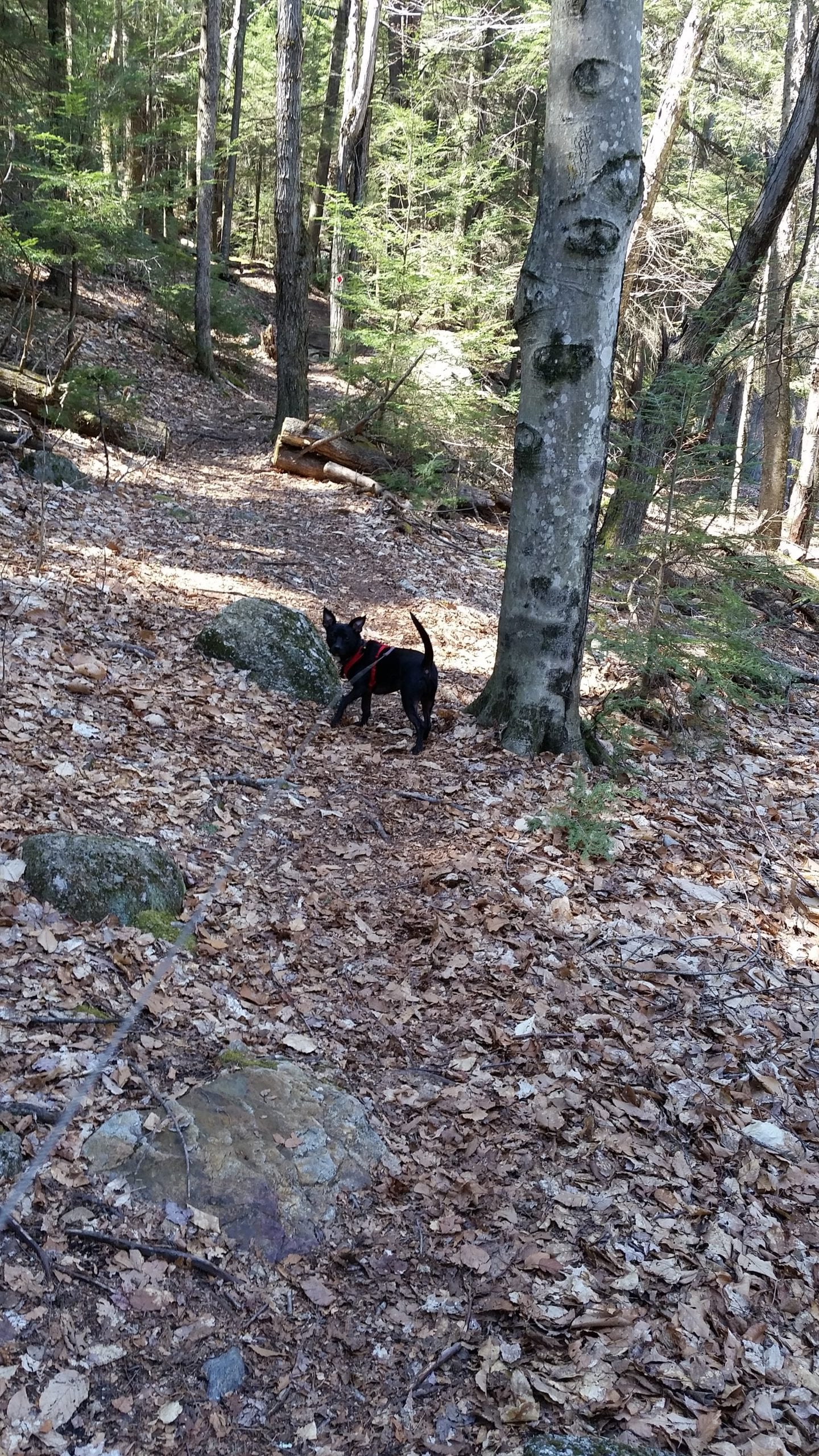 black dog looking back at camera while making his way down a trail through woods