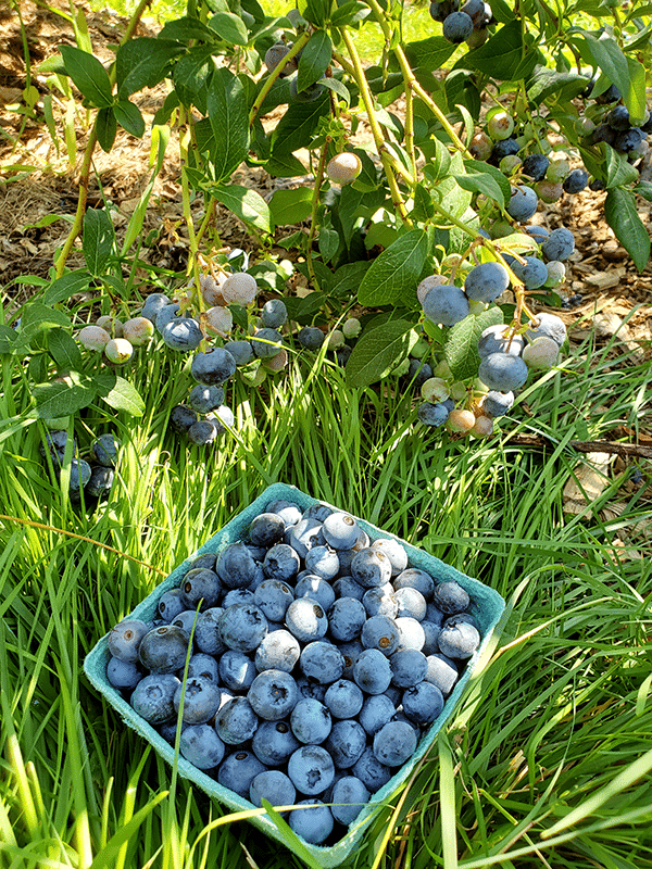 Blueberries hang from bush branches just above a carton of picked ones placed on the ground.