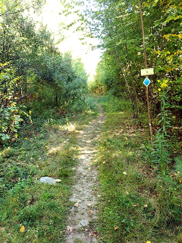 A trail opening up with brush on either side as it continues forward