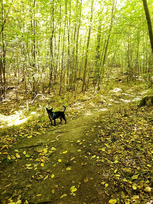 thin tree saplings line a trail covered in yellow leaves while a dog stands by