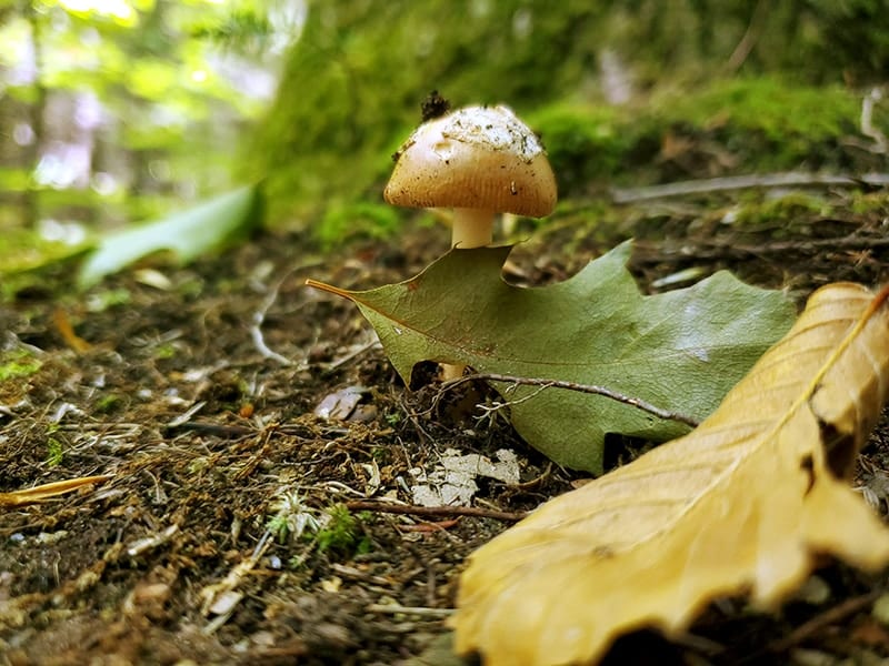 A small wild mushroom growing out of the ground in front of a moss covered tree