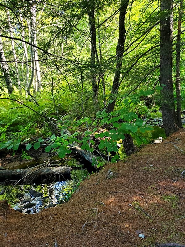a small brook with green leaves hanging in front of it