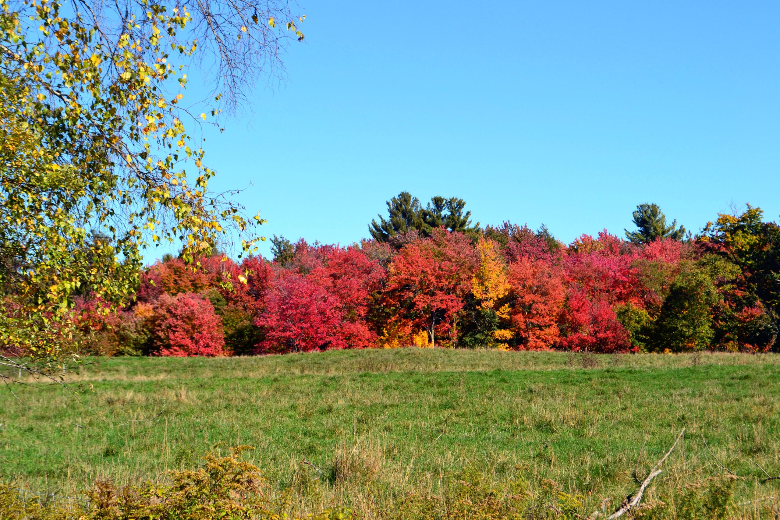 a field opens up to meet brightly colored leaves on trees that border it