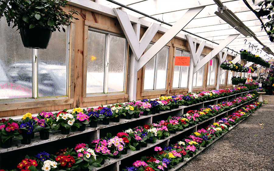 rows of multiple colored flowers inside greenhouse