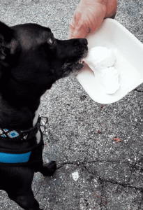 Black dog eating ice cream from a bowl