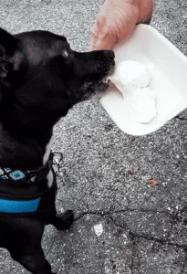 Black dog eating ice cream from a bowl