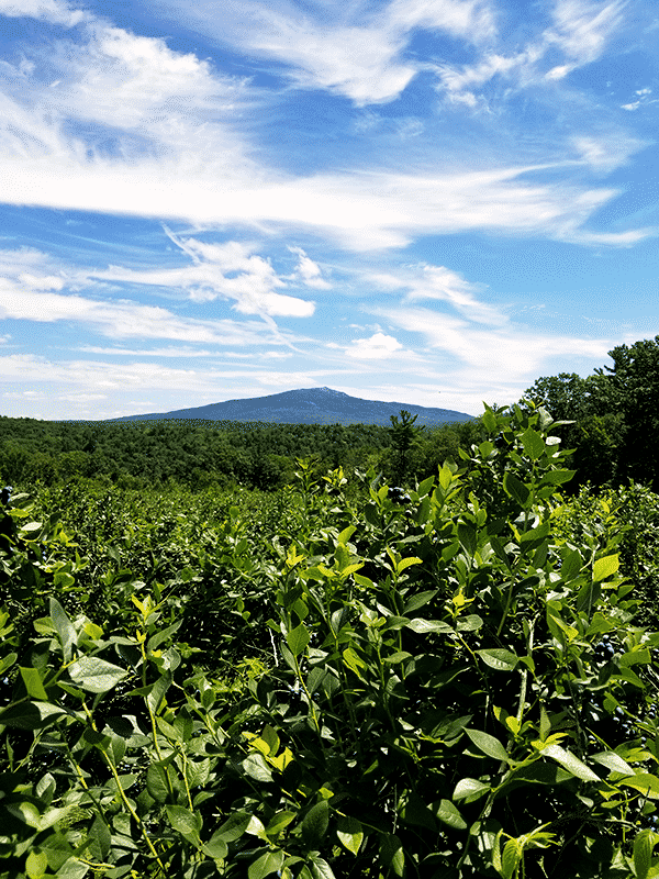 Blueberry bushes in the foreground are looked over by Mount Monadnock in the backdrop.