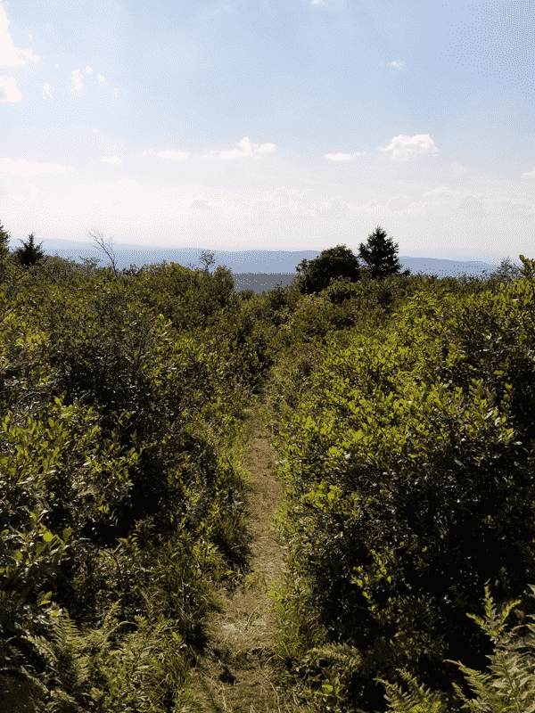 a pathway between blueberry bushes on either side sit in the forefront of a view of the hills surrounding