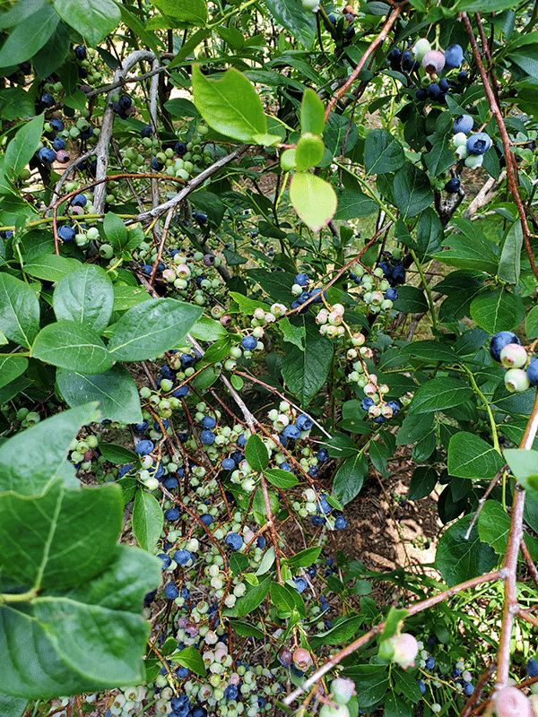 A green bush full of unripe blueberries and a few ripened ones.
