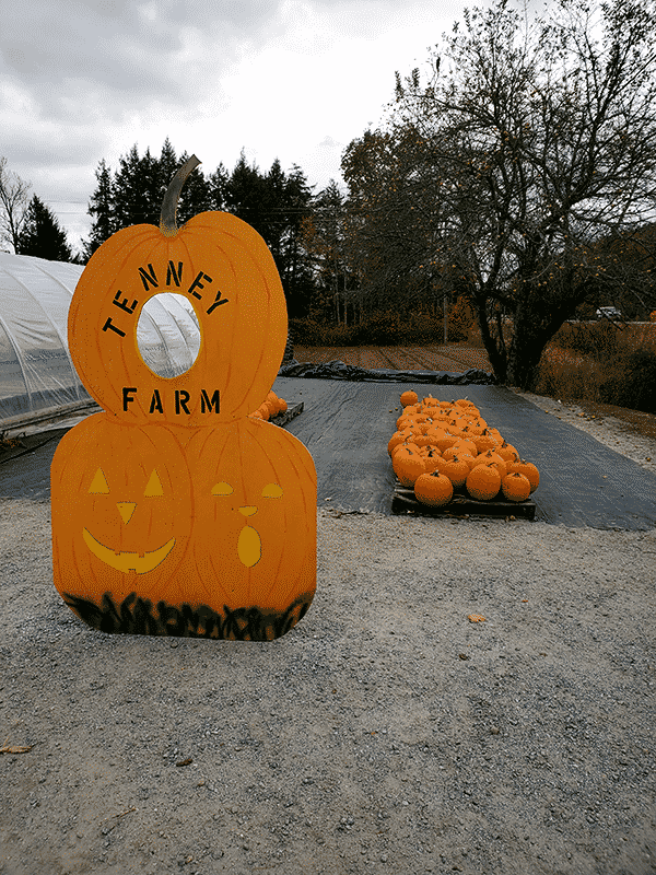 Orange cut out of pumpkins that reads Tenney Farm around the hole for posing in pictures. Behind a row of pumpkins sit on crates
