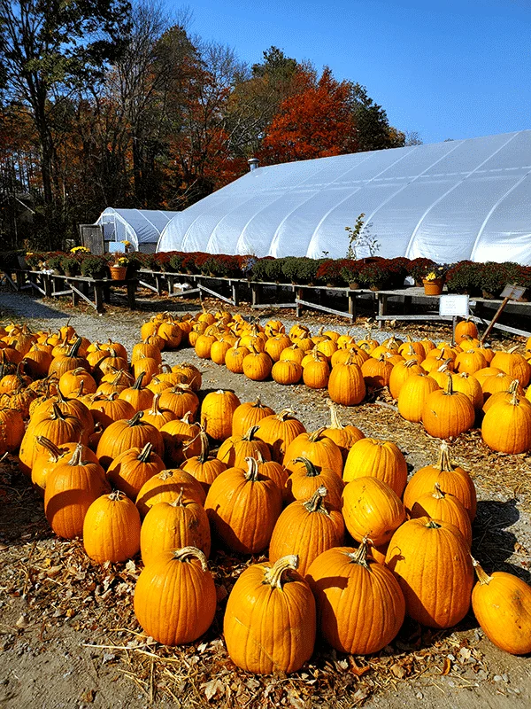 two rows of bright orange pumpkins with a walkway between. A greenhouse sits in the background