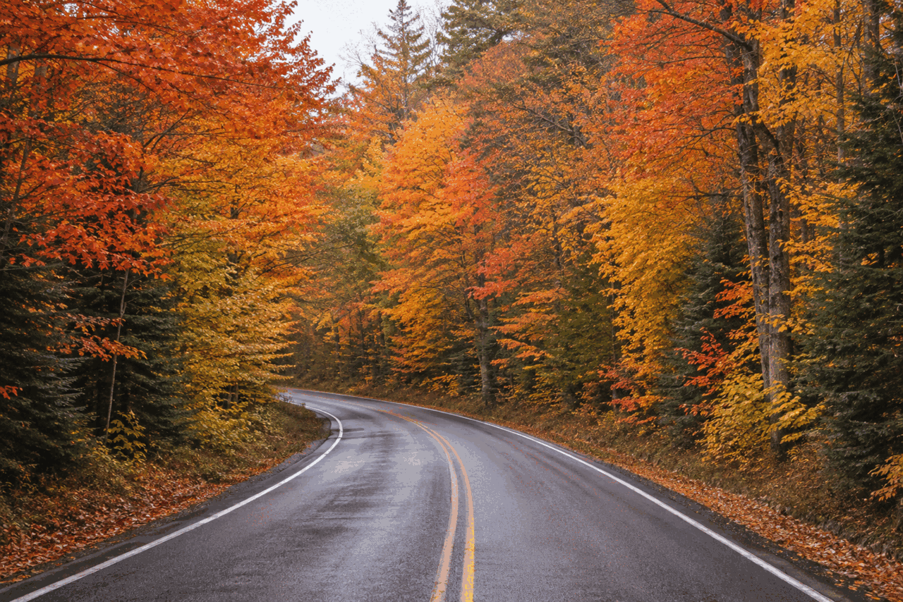 Curved road winding through a forest with trees displaying vibrant fall foliage.